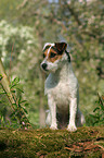 sitting Jack Russell Terrier