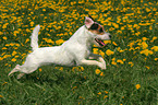 running Jack Russell Terrier in flower field