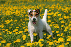 standing Jack Russell Terrier in flower field