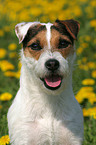 Jack Russell Terrier Portrait