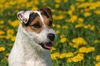Jack Russell Terrier Portrait