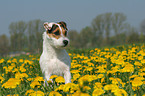 sitting Jack Russell Terrier