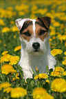 Jack Russell Terrier Portrait