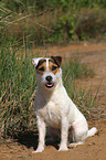 sitting Jack Russell Terrier