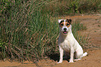 sitting Jack Russell Terrier