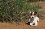 lying Jack Russell Terrier