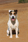 sitting Jack Russell Terrier