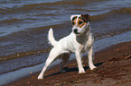 standing Jack Russell Terrier