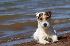 lying Jack Russell Terrier