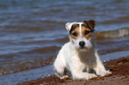 lying Jack Russell Terrier