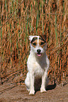 sitting Jack Russell Terrier