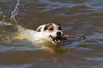 playing Jack Russell Terrier