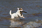 playing Jack Russell Terrier