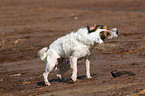 shaking Jack Russell Terrier