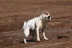 shaking Jack Russell Terrier