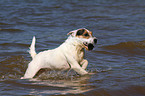 playing Jack Russell Terrier
