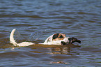 playing Jack Russell Terrier