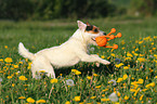 playing Jack Russell Terrier