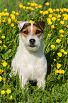 sitting Jack Russell Terrier