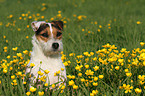 Jack Russell Terrier Portrait