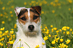 Jack Russell Terrier Portrait