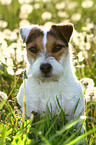 Jack Russell Terrier Portrait