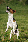 jumping Jack Russell Terrier