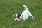 playing Jack Russell Terrier