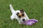 playing Jack Russell Terrier