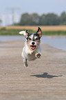 running Jack Russell Terrier