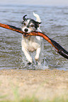 playing Jack Russell Terrier