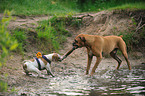 blind Jack Russell Terrier