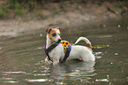 blind Jack Russell Terrier