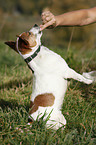 Jack Russell Terrier shows trick