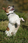 Jack Russell Terrier shows trick