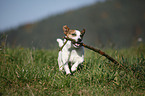 playing Jack Russell Terrier