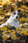 sitting Jack Russell Terrier