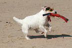 playing Jack Russell Terrier