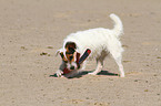 playing Jack Russell Terrier