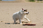 shaking Jack Russell Terrier