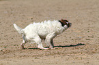 shaking Jack Russell Terrier