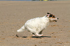running Jack Russell Terrier
