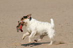 playing Jack Russell Terrier
