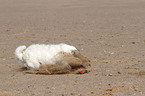 playing Jack Russell Terrier