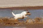 running Jack Russell Terrier