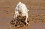 digging Jack Russell Terrier