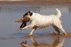 playing Jack Russell Terrier