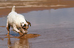 playing Jack Russell Terrier