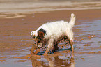 playing Jack Russell Terrier