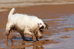 playing Jack Russell Terrier